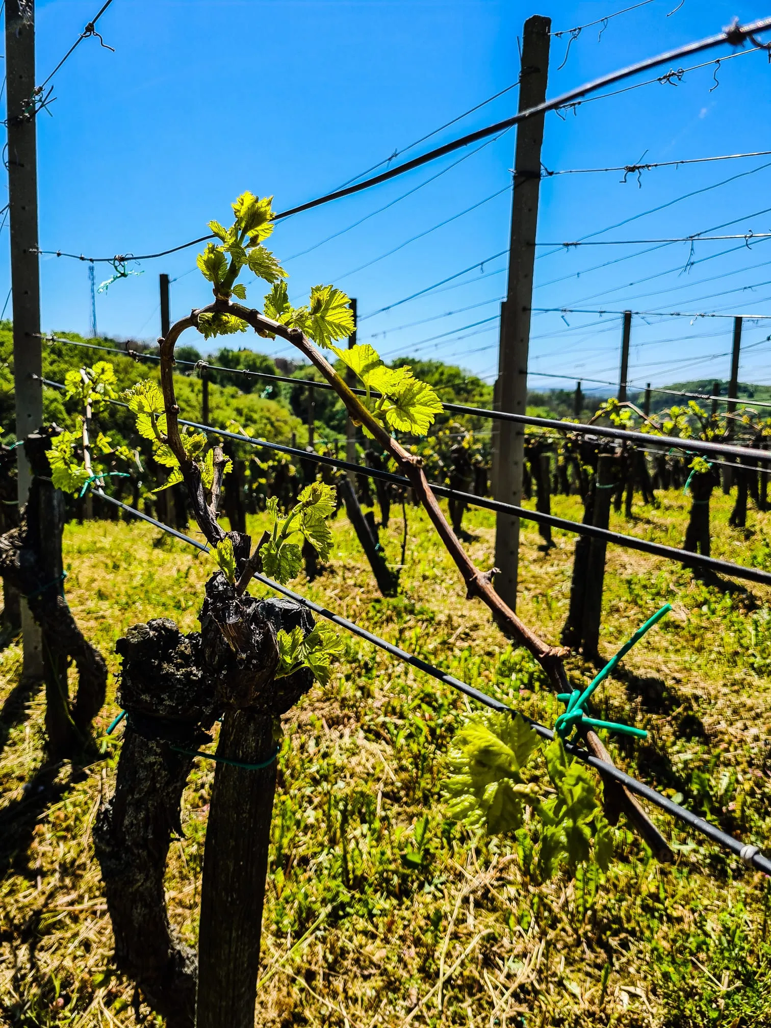 Vinograd Šibenik